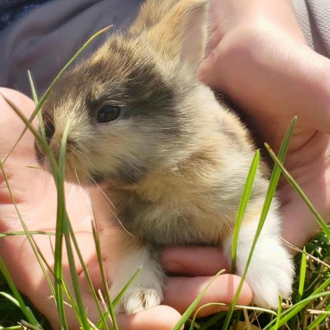 rabbit held in hands on pasture at Forester Family Farm