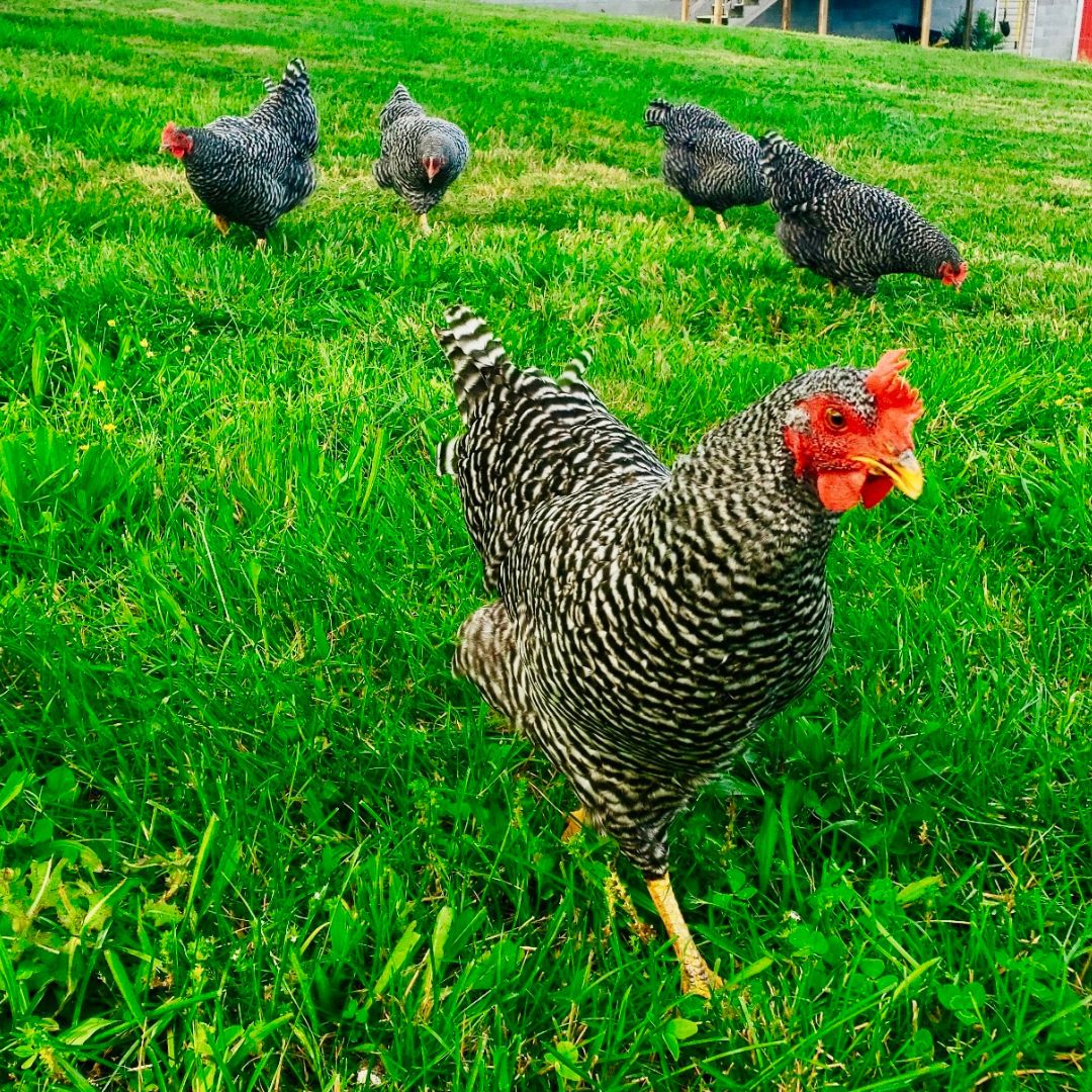 hens on lush pasture at Forester Family Farms in MI